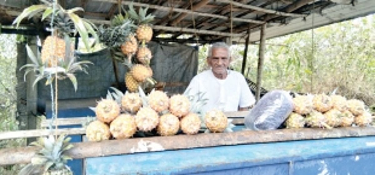 Dry spell, monkeys trouble pineapple farmers in Ponda