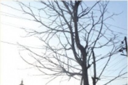 Dry tree opp Varkhandem Maruti Temple chopped