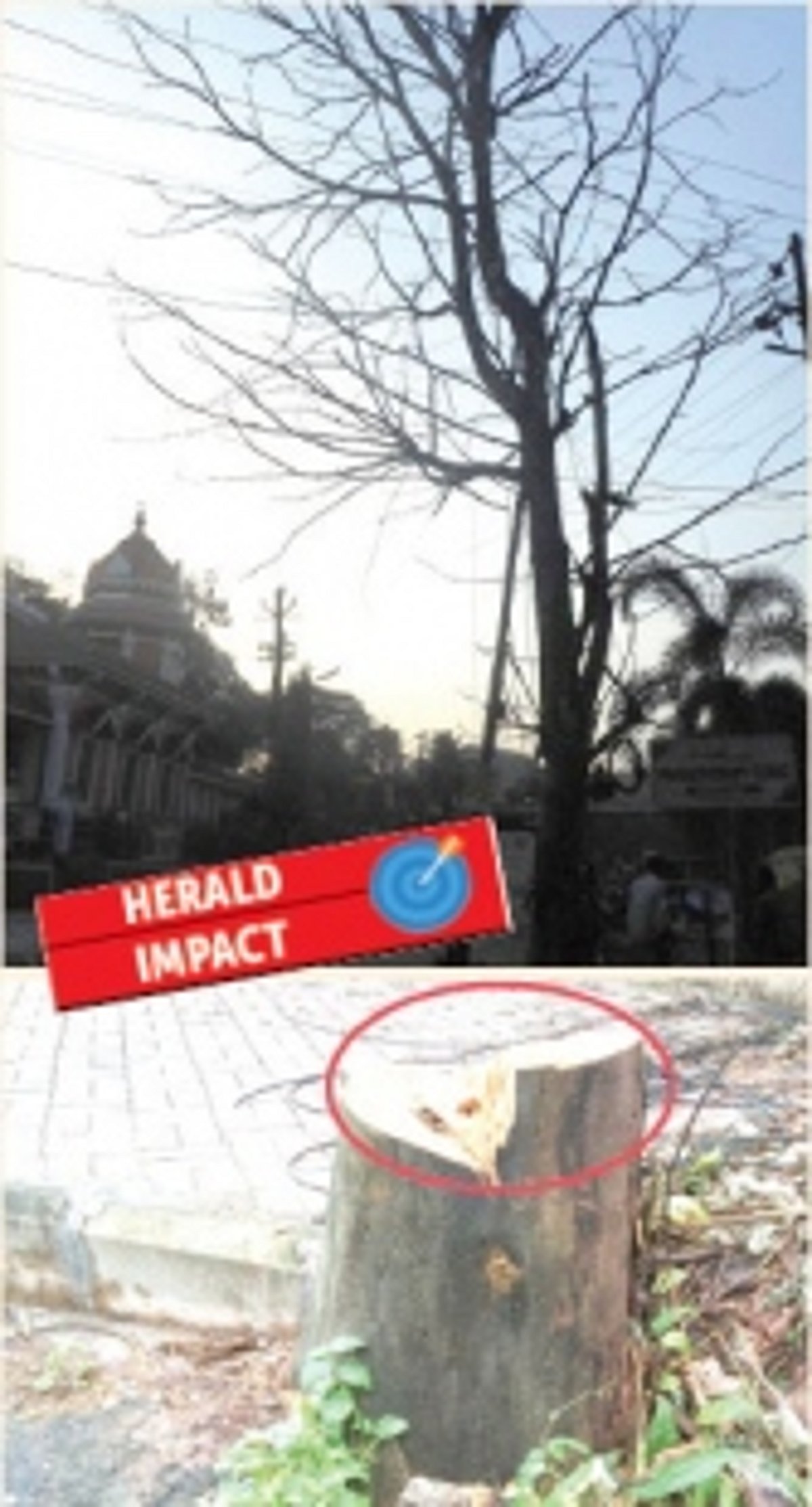 Dry tree opp Varkhandem Maruti Temple chopped