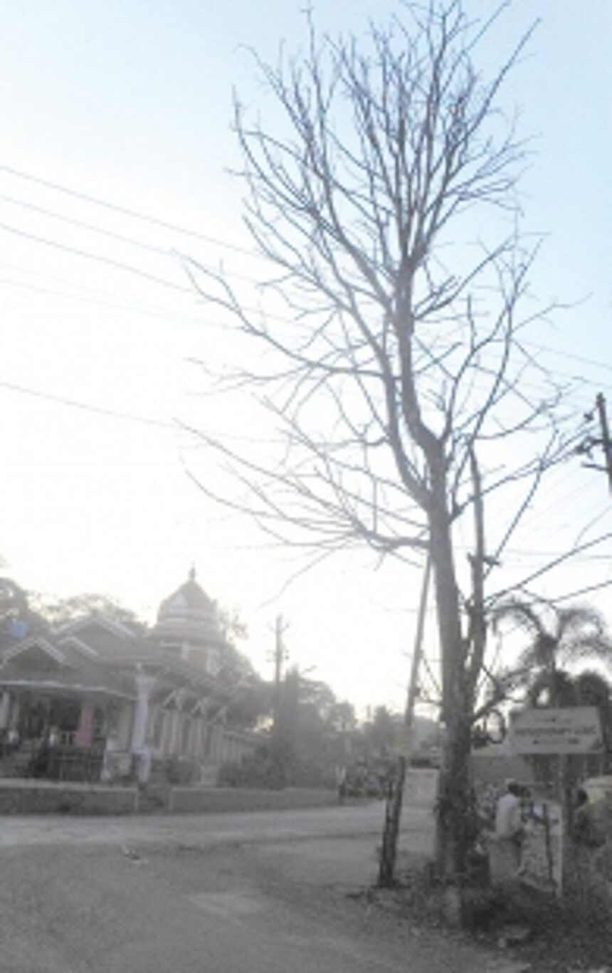Dry tree opposite temple posing  danger for commuters in Ponda