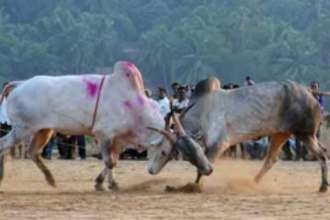 Duo arrested for organising bullfights at Pernem