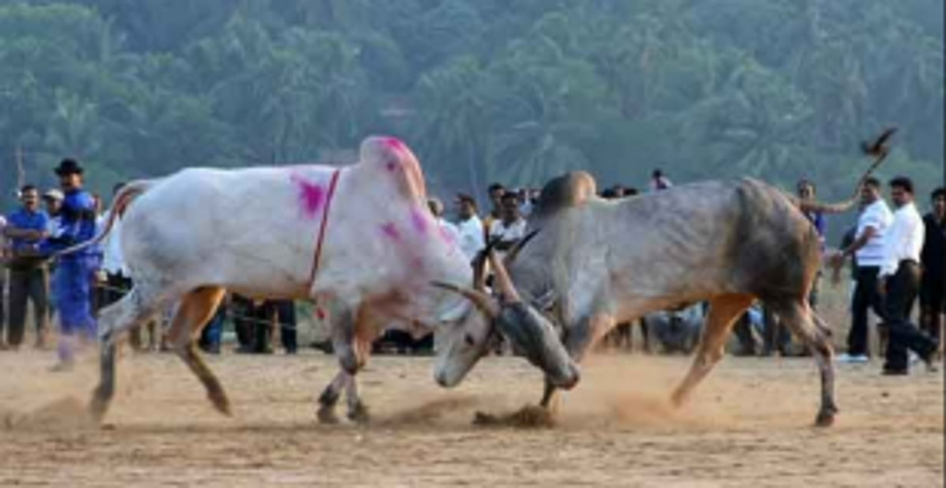 Duo arrested for organising bullfights at Pernem