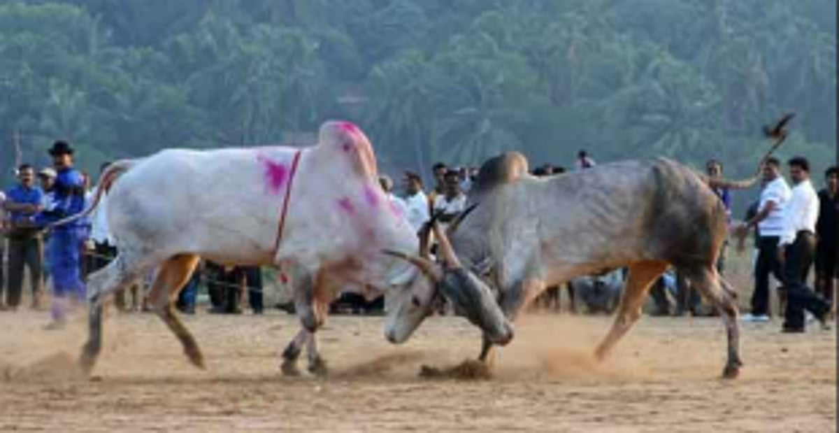 Duo arrested for organising bullfights at Pernem