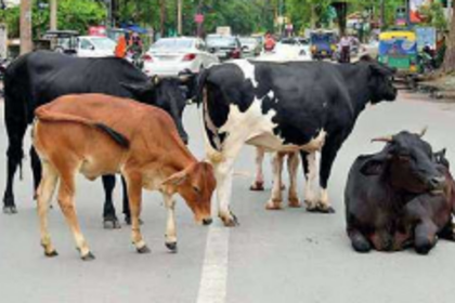 During lockdown stray cattle are  stolen for slaughtering: NGO