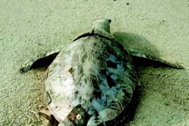 Dwindling marine species are falling dead  on Goa’s coastline