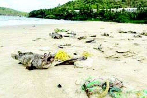 ENDANGERING LIVES: GSPCB says fish deaths in Velsao caused by ‘pure negligence’ of Paradeep Phosphates