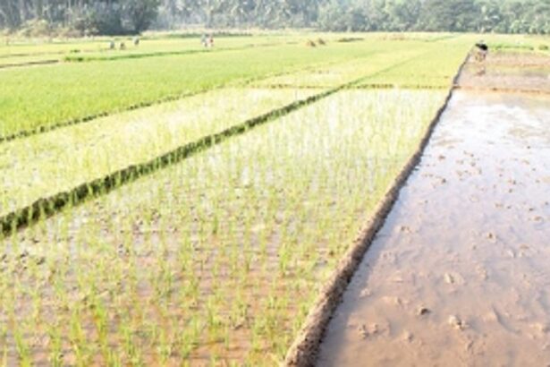 ERC’s mantra to beat COVID slowdown: Focus on agriculture and its value chain