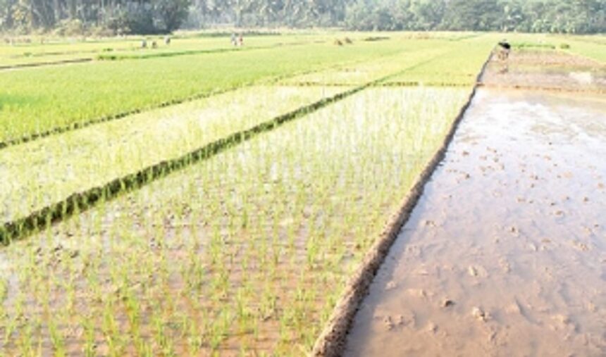 ERC’s mantra to beat COVID slowdown: Focus on agriculture and its value chain