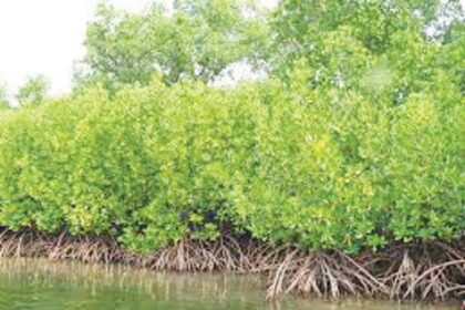 Election manifestos: low on people’sedit conservation of natural heritage