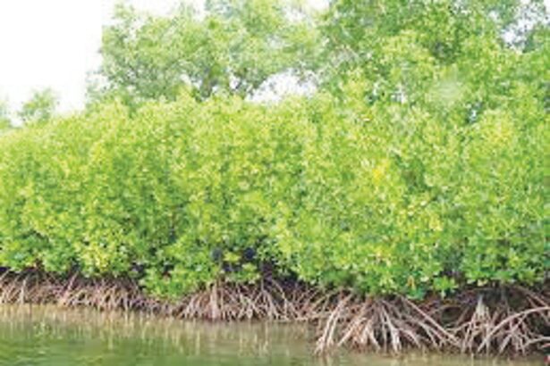 Election manifestos: low on people’sedit conservation of natural heritage