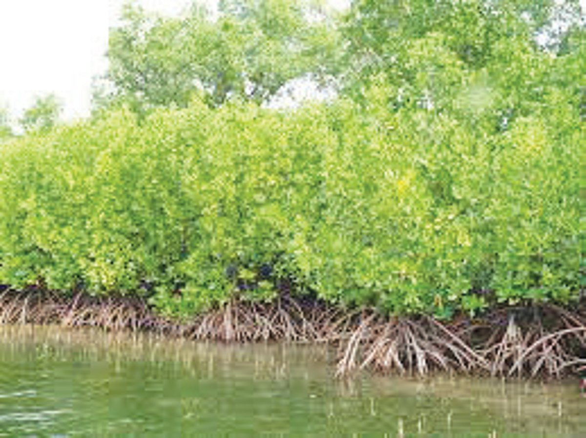 Election manifestos: low on people’sedit conservation of natural heritage