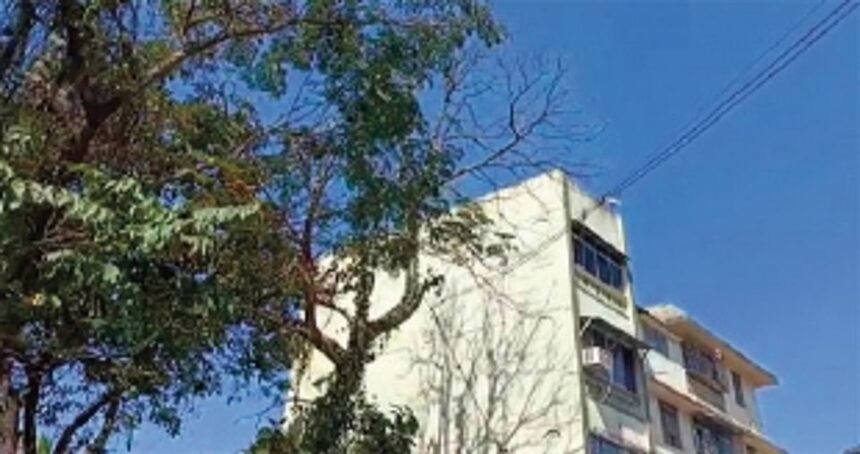 Electricity Dept uses roadside tree to hold up power cable