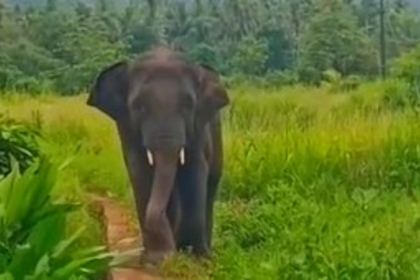 Elephant Omkar Is a Form of Lord Ganesha, Let Him Meet People: Minister Ravi Naik