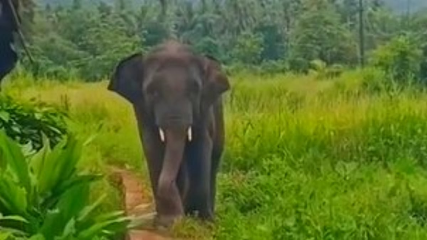 Elephant Omkar Is a Form of Lord Ganesha, Let Him Meet People: Minister Ravi Naik 1 Elephant Omkar Is a Form of Lord Ganesha, Let Him Meet People: Minister Ravi Naik