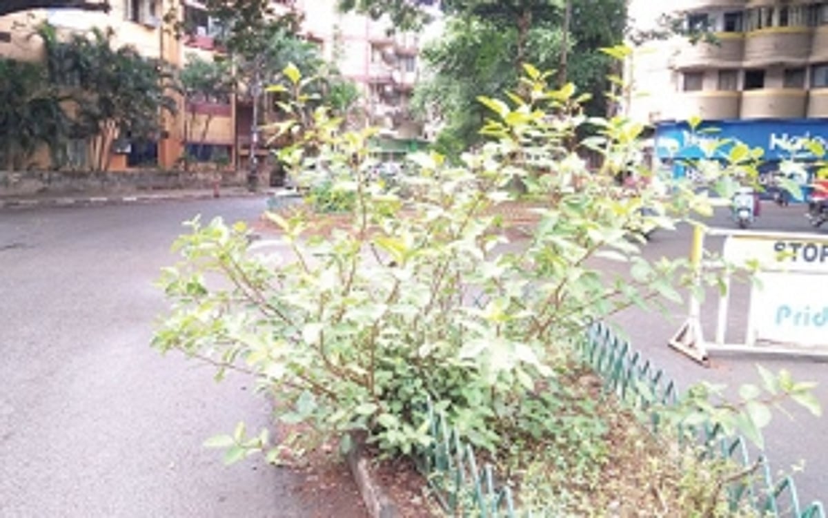 Eliminate this nuisance plant