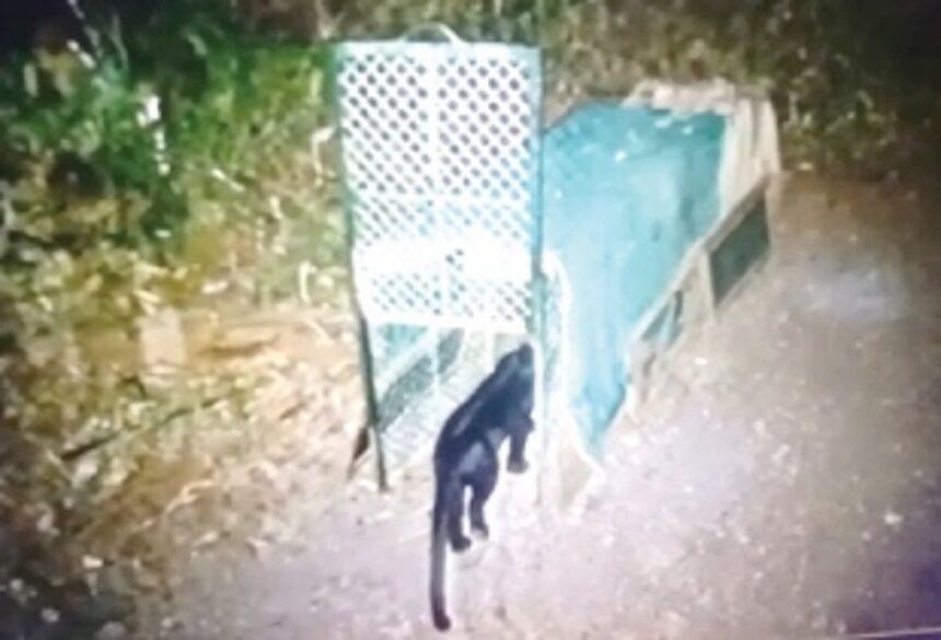 Elusive Black Panther trapped at Balli