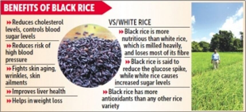 Emboldened by market demand, farmers in Quepem embrace black rice cultivation