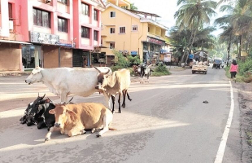 End cattle menace on the roads of Benaulim, Varca 1 End cattle menace on the roads of Benaulim, Varca