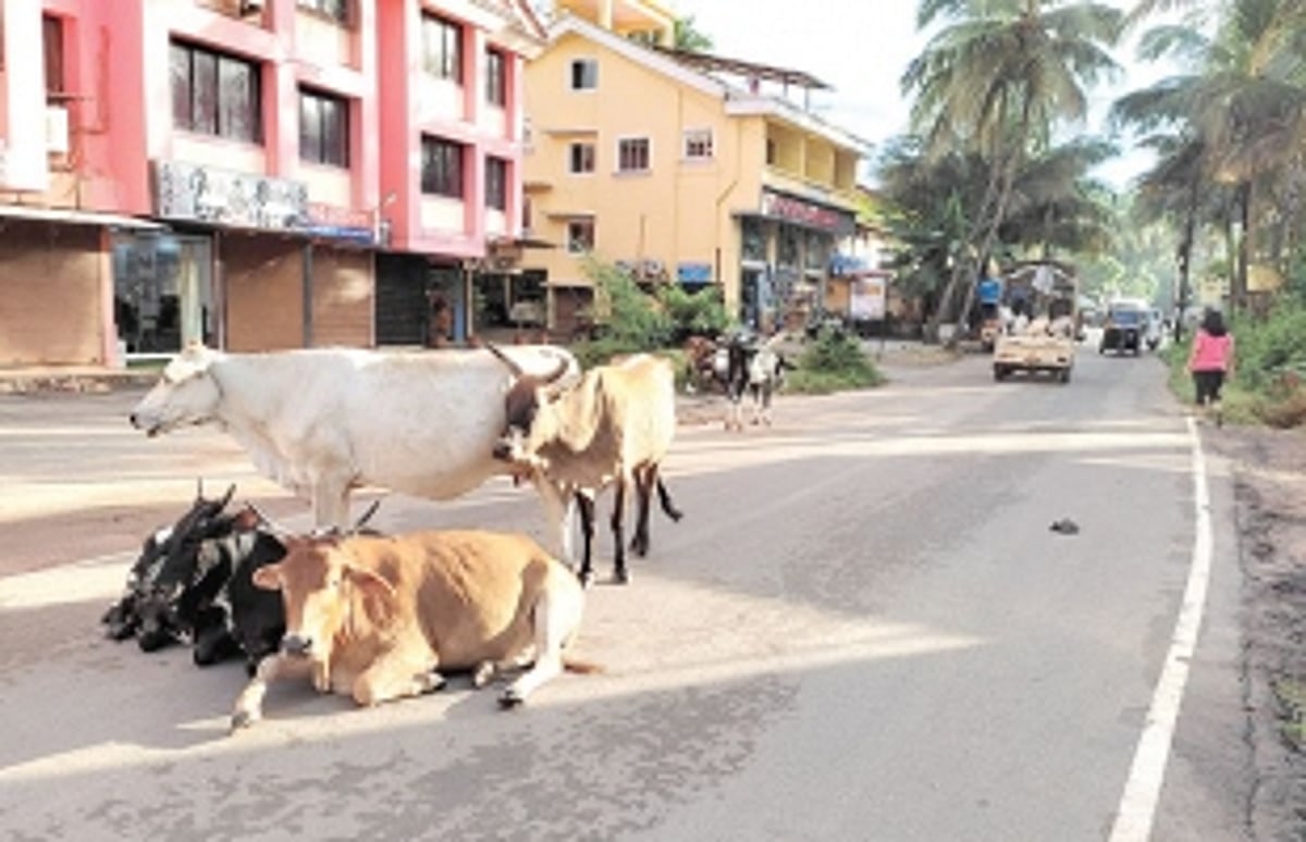 End cattle menace on the  roads of Benaulim, Varca