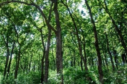 Endorsement of Parliamentary Committee of forest destroying amendments, red-flagged by Goa’s greens