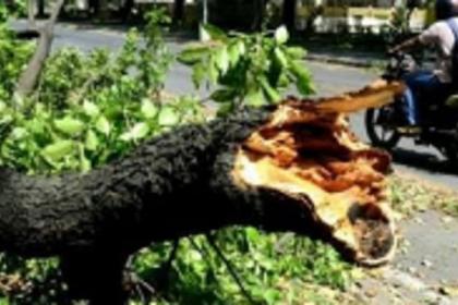Ensure precautionary measures during tree cutting