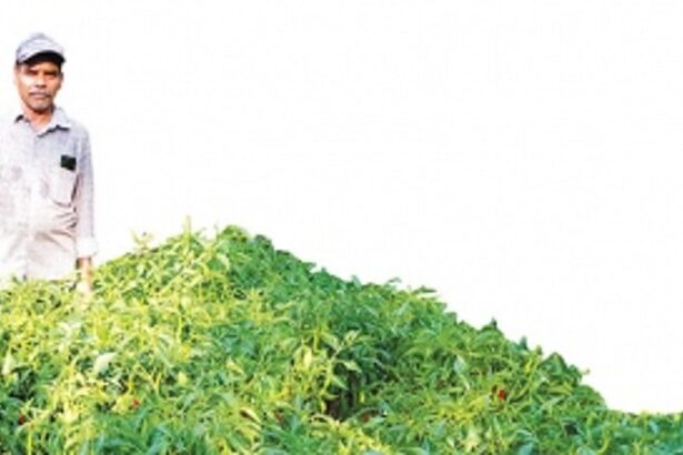 Enterprising farmer Babuso Banaulikar harvests bumper chilli crop in time for purument