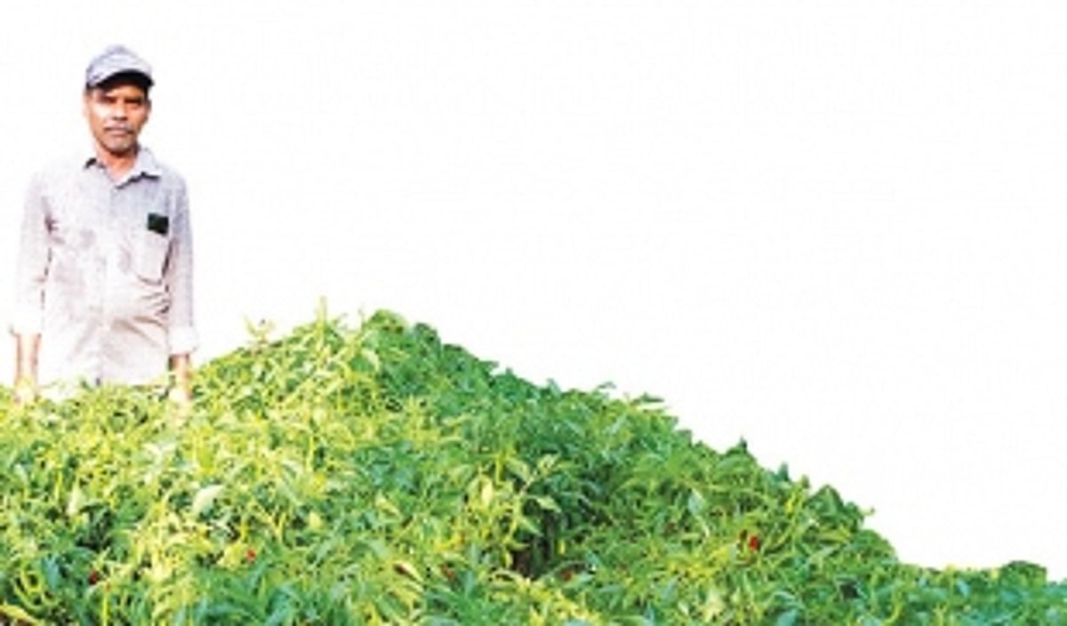 Enterprising farmer Babuso Banaulikar harvests bumper chilli crop in time for purument