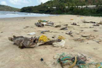 Environmental Crisis Hits Velsao Bay: Local Fishing Community Blames Industrial Pollution