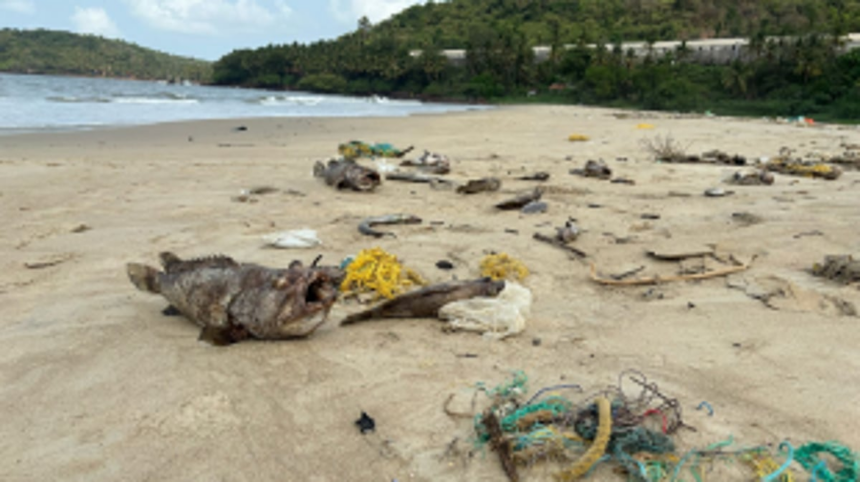 Environmental Crisis Hits Velsao Bay: Local Fishing Community Blames Industrial Pollution