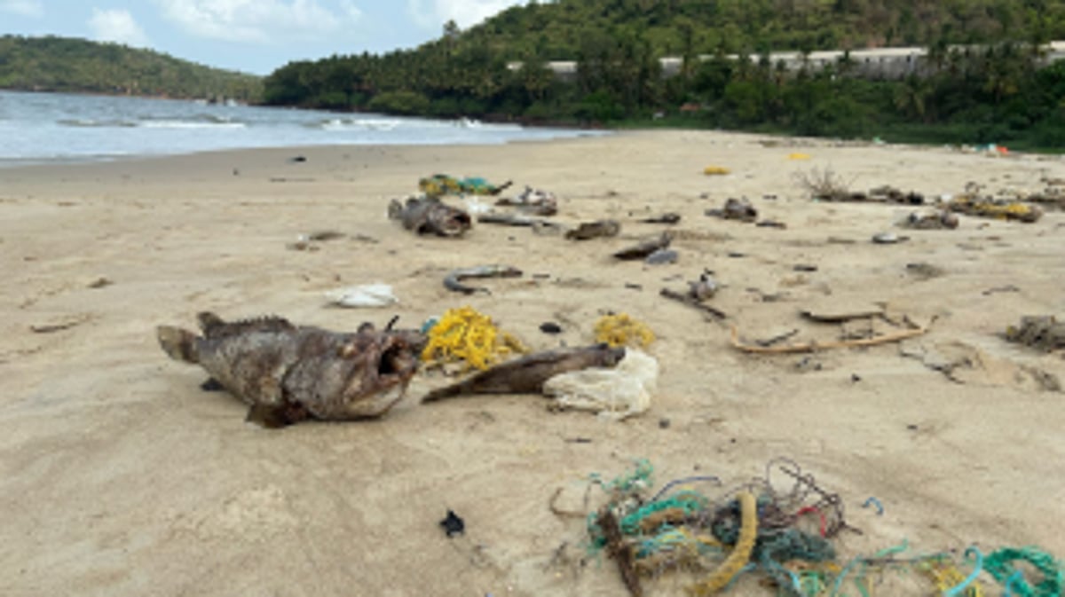 Environmental Crisis Hits Velsao Bay: Local Fishing Community Blames Industrial Pollution