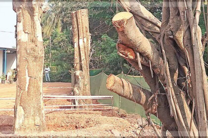Environmentalists Highlight the Bleak Survival Prospects of Translocated Trees