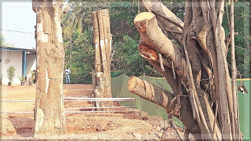 Environmentalists Highlight the Bleak Survival Prospects of Translocated Trees 1 Environmentalists Highlight the Bleak Survival Prospects of Translocated Trees
