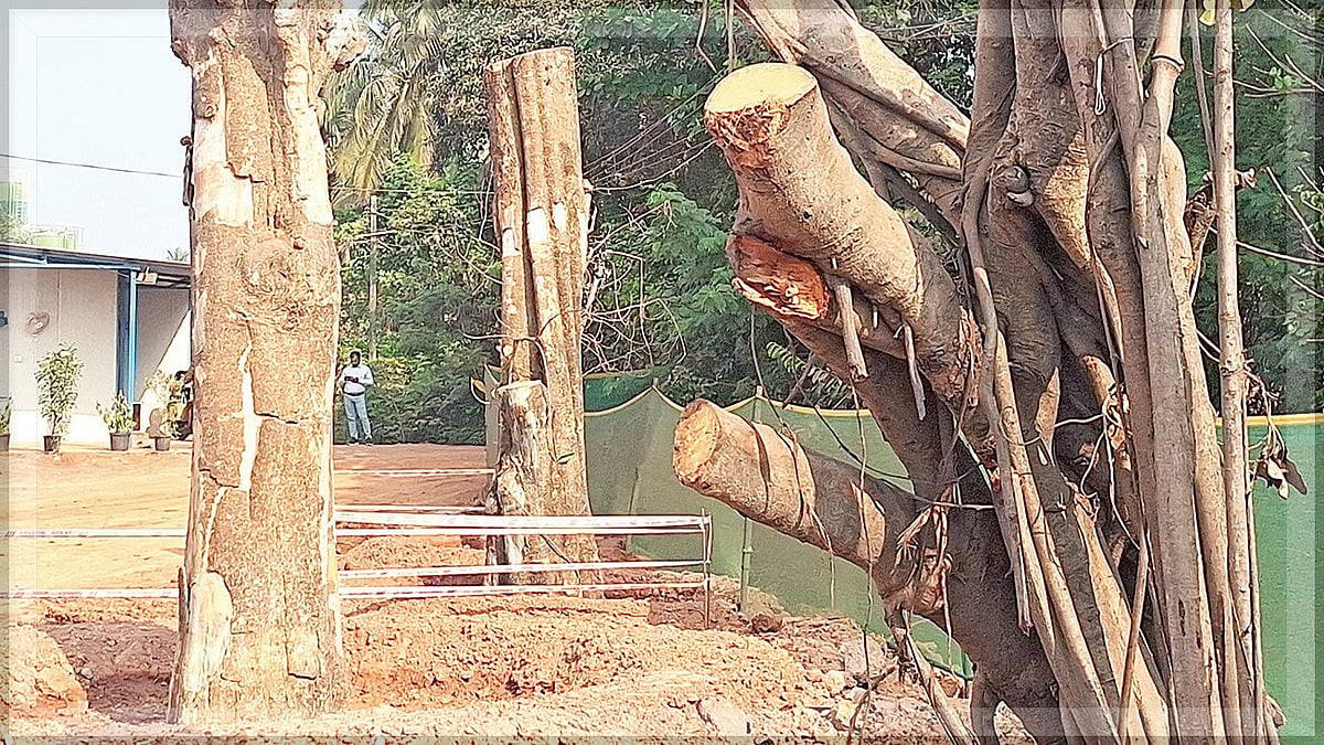 Environmentalists Highlight the Bleak Survival Prospects of Translocated Trees