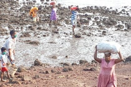 Environmentalists from Chicalim want govt  to prevent exploitation of oysters in Zuari bay
