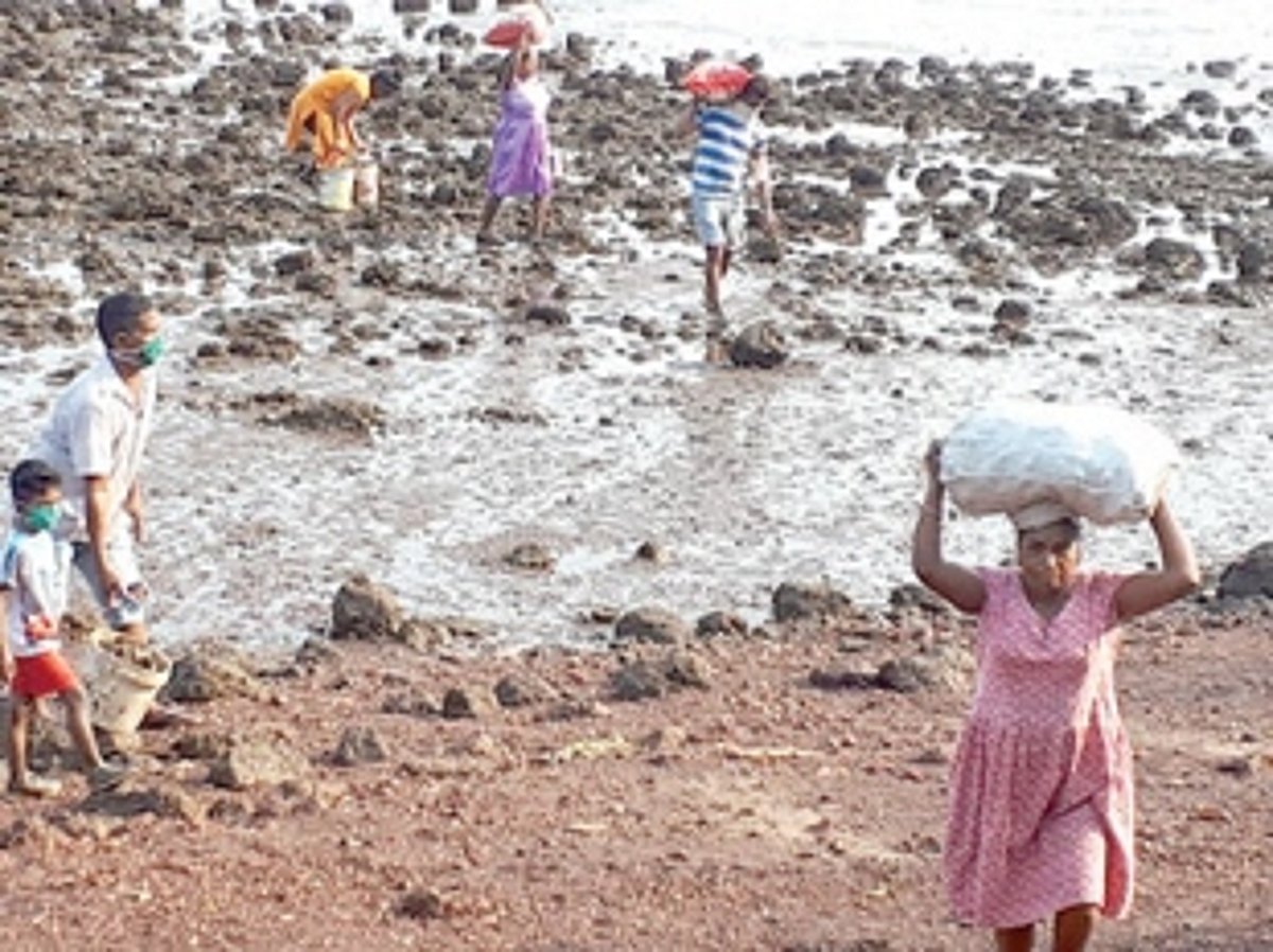 Environmentalists from Chicalim want govt  to prevent exploitation of oysters in Zuari bay
