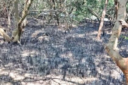 Environmentalists oppose  dredging of River Sal