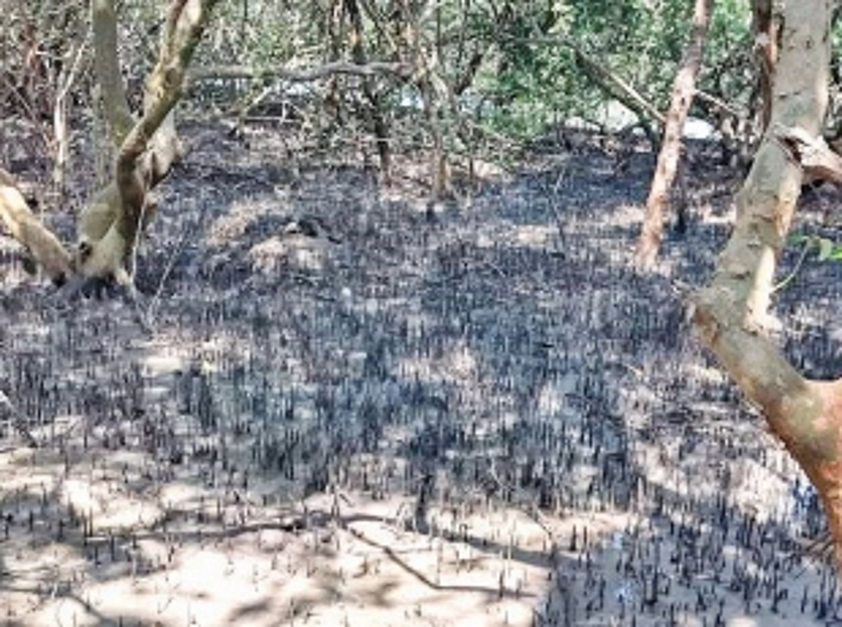 Environmentalists oppose  dredging of River Sal