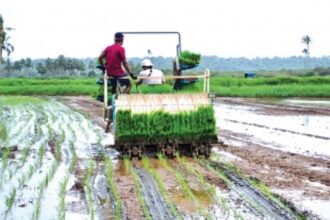 Erratic rainfall patterns worry farmers growing monsoon vegetables & kharif paddy