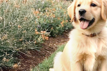 Essential New Year Pet Care Tips: From Safe Cleaners to Proper Vaccinations