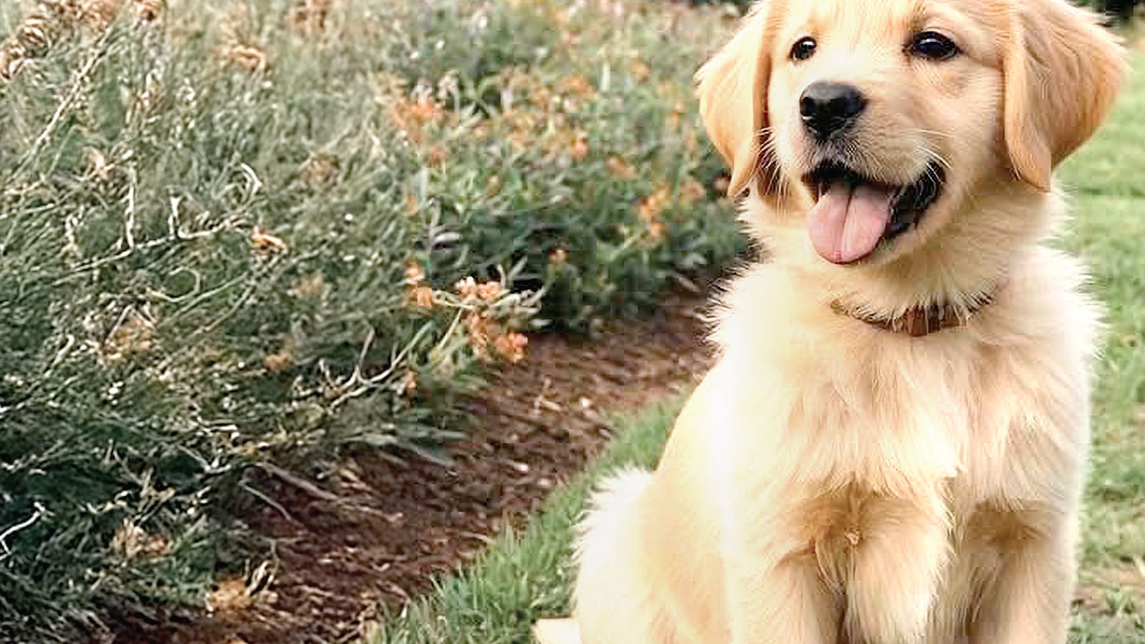 Essential New Year Pet Care Tips: From Safe Cleaners to Proper Vaccinations