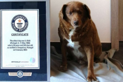 Eternal Paws: World's Oldest Dog, Bobi, Passes Away at 31