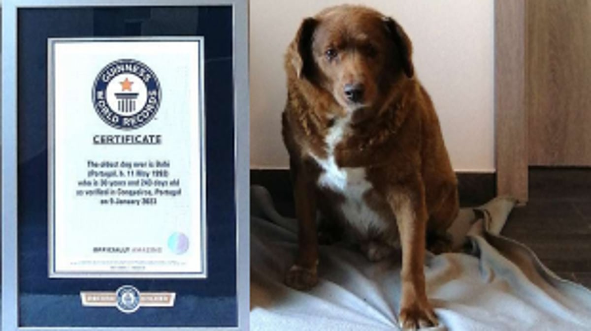 Eternal Paws: World's Oldest Dog, Bobi, Passes Away at 31