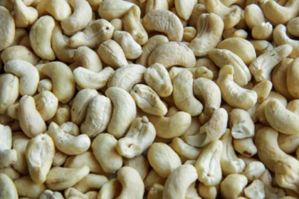 Experts Urge GI Tagging and Blockchain Tracking to Protect Authentic Goan Cashew Brands