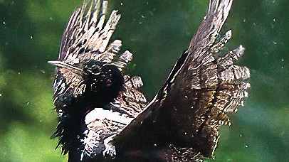 Exploring the Threatened Birds of Goa: A Report on Global Bird Species at Risk