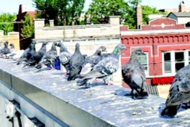 Extreme pulmonary health hazards due to increasing pigeon population