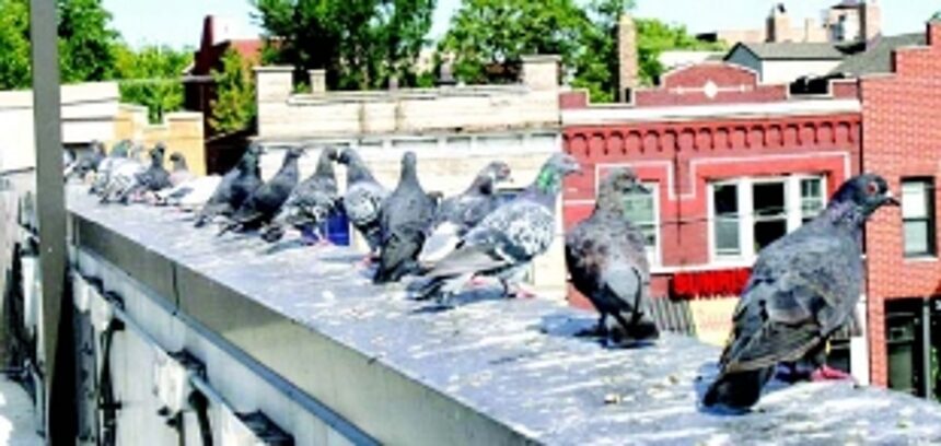 Extreme pulmonary health hazards due to increasing pigeon population 1 Extreme pulmonary health hazards due to increasing pigeon population