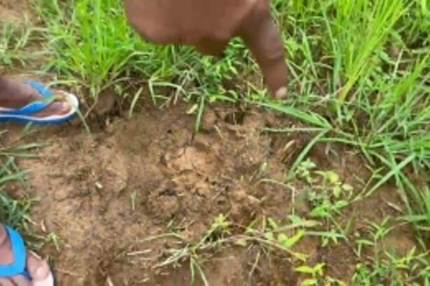 FARMERS STOP FARMING: Verlem, Sattari fields destroyed by wild animals