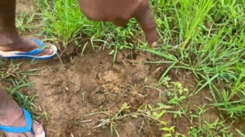 FARMERS STOP FARMING: Verlem, Sattari fields destroyed by wild animals