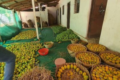 FDA Cracks Down on Suspected Chemical-Ripened Fruits in Goa, Seizes Over 180 Crates of Mangoes