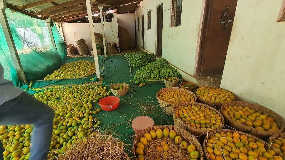 FDA Cracks Down on Suspected Chemical-Ripened Fruits in Goa, Seizes Over 180 Crates of Mangoes